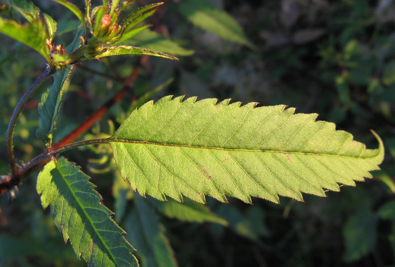 Bidens frondosa / Forbicina peduncolata